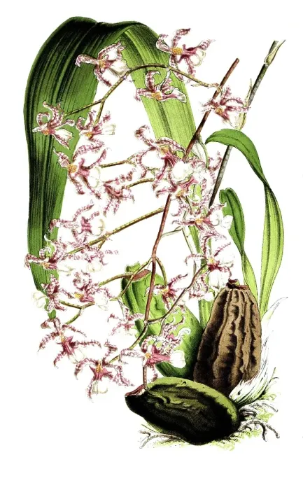 Framed Print : Oncidium incurvum, a species of orchid endemic to Mexico, plant and flower, digitally reworked reproduction of an original from the 19th century