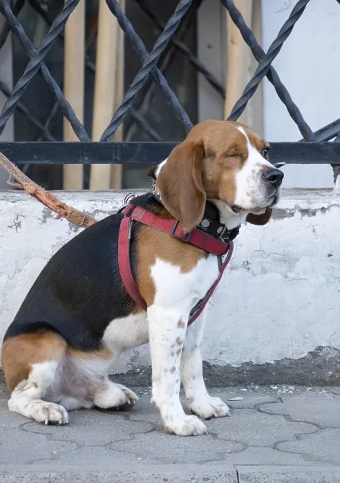 Framed Print : A one-eyed beagle on a leash sits on the asphalt and waits for its owner