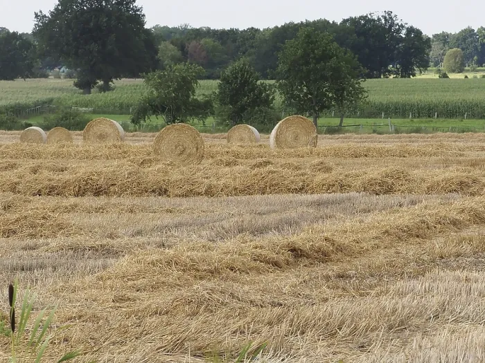 Framed Print : Ongoing straw harvest, large round bales