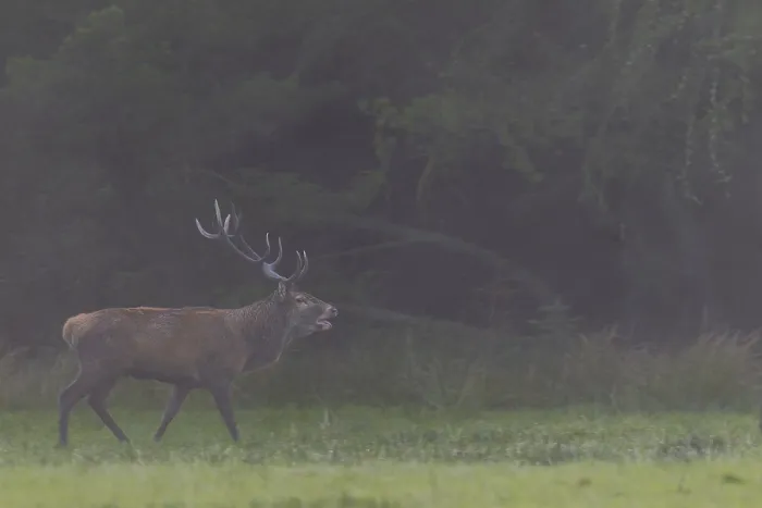 Framed Print : With the onset of dusk, the red deer (Cervus elaphus) increases its activity