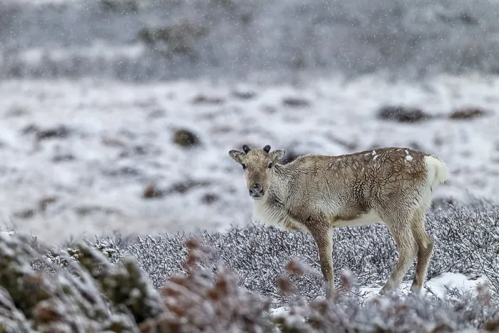 Framed Print : The onset of winter in late spring does not disturb the reindeer cow (Rangifer tarandus)