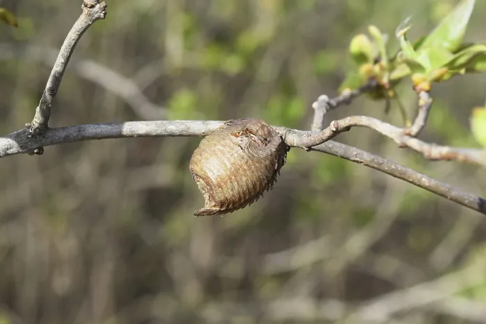 Framed Print : Ootheca hierodula transcaucasica on a branch