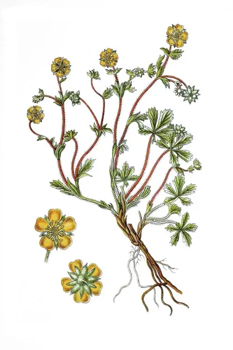 Framed Print : Opake cinquefoil (Potentilla opaca)