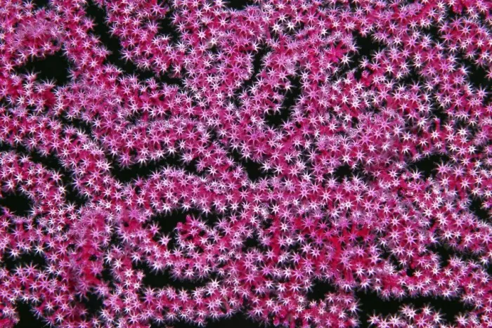 Framed Print : Open coral polyps on Mopsella sea fan (Mopsella) Pacific