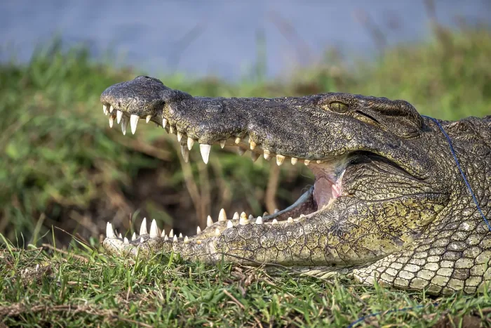 Framed Print : Open mouth, head and teeth, Nile crocodile (Crocodylus niloticus)