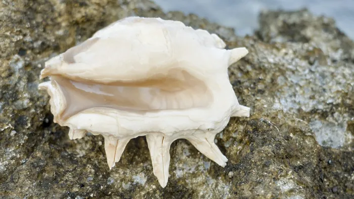 Framed Print : Opened beige mussel on rocky ground Framed Print : Opened beige mussel on rocky ground