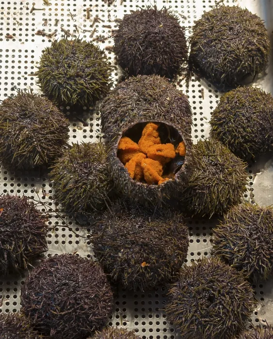 Framed Print : Opened sea urchin with orange-coloured interior on a metal grid Framed Print : Opened sea urchin with orange-coloured interior on a metal grid