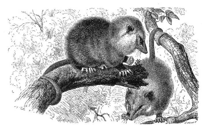 Framed Print : Opossum, Didelphys marsupialis Framed Print : Opossum, Didelphys marsupialis