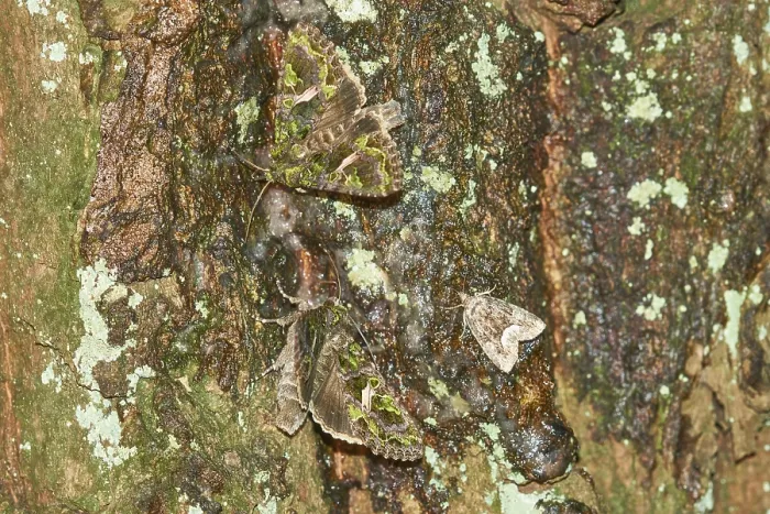 Framed Print : Orache Moth (Trachea atriplicis) on a tree