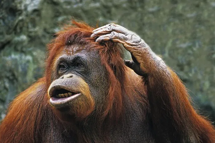 Framed Print : ORANG bornean orangutan (pongo pygmaeus) Framed Print : ORANG bornean orangutan (pongo pygmaeus)