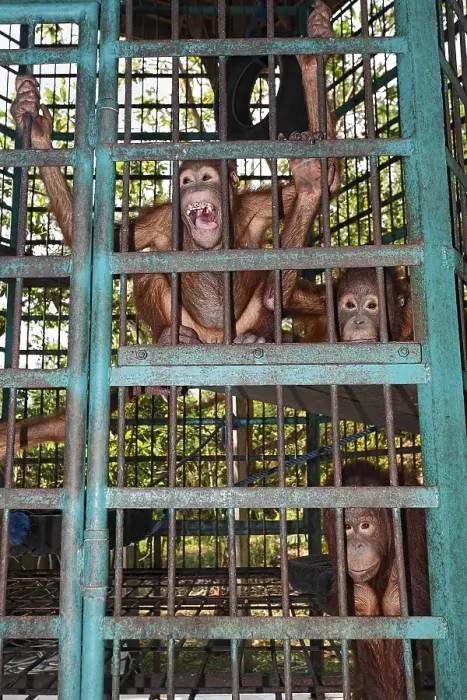 Framed Print : Orang-Utan care centre and quarantine facility Framed Print : Orang-Utan care centre and quarantine facility