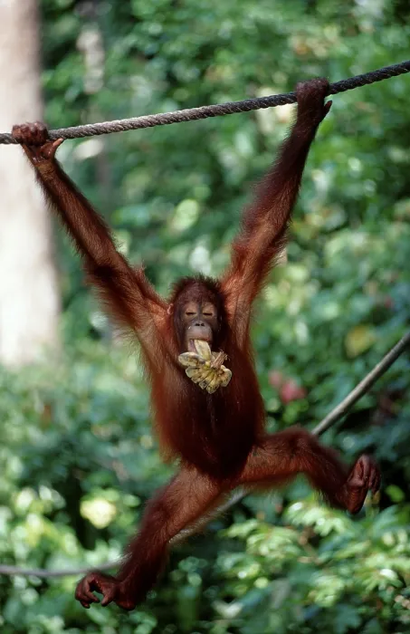 Framed Print : Orang-Utan Pongo pygmaeus