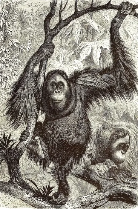 Framed Print : Orang Utan (Pongo pygmaeus), Borneo orangutan Framed Print : Orang Utan (Pongo pygmaeus), Borneo orangutan