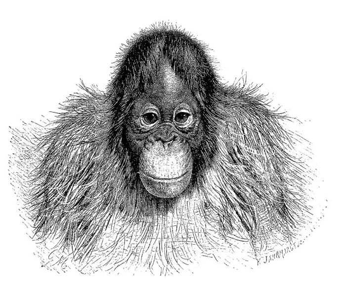 Framed Print : Orang Utan (Pongo pygmaeus), Borneo orangutan