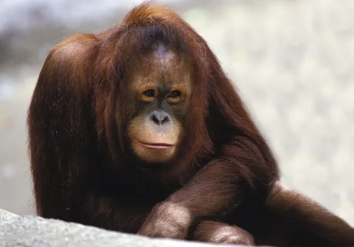 Framed Print : ORANG UTAN (pongo pygmaeus), FEMALE IN A ZOO