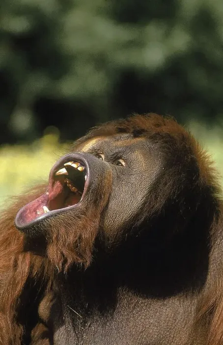 Framed Print : ORANG UTAN (pongo pygmaeus), MALE WITH OPEN MOUTH