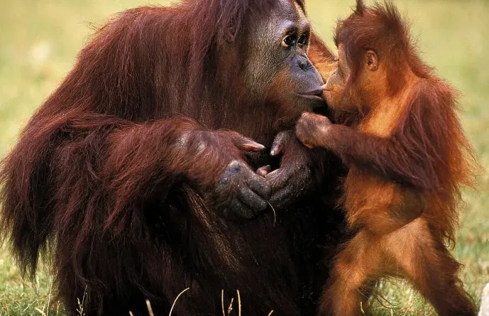 Framed Print : ORANG UTAN (pongo pygmaeus), MOTHER WITH BABY Framed Print : ORANG UTAN (pongo pygmaeus), MOTHER WITH BABY