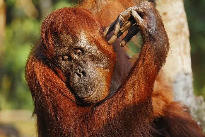 Framed Print : Orang-Utan (Pongo pygmaeus) in Tanjung Putting national park