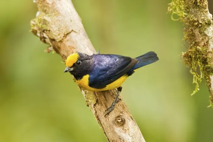 Framed Print : Orange-bellied Euphonia (Euphonia xanthogaster) adult male