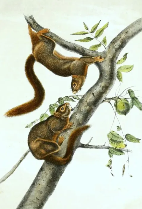 Framed Print : Orange-bellied Himalayan squirrel (Dremomys lokriah) Framed Print : Orange-bellied Himalayan squirrel (Dremomys lokriah)