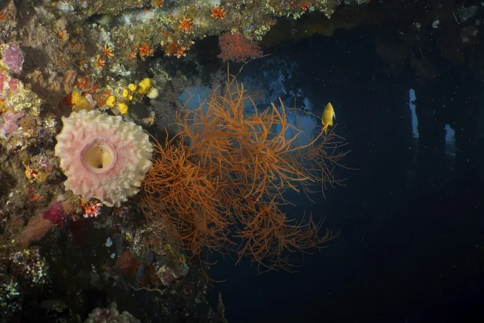 Framed Print : Orange Black coral (Antipathes dichotoma) in contrast to the dark underwater environment