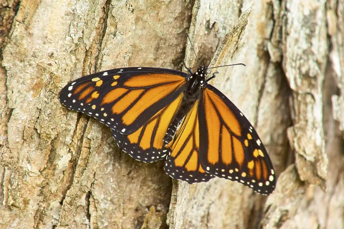 Framed Print : An orange and black monarch butterfly (Danaus plexippus) Framed Print : An orange and black monarch butterfly (Danaus plexippus)