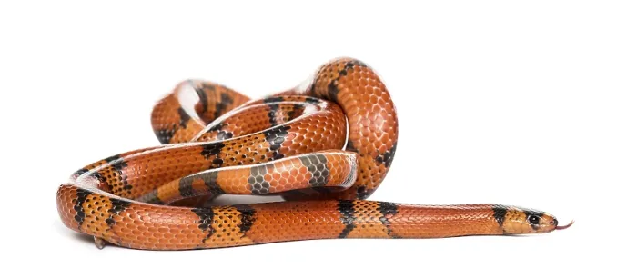 Framed Print : Orange and black snake rolling, isolated on white Framed Print : Orange and black snake rolling, isolated on white