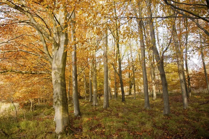 Framed Print : Orange brown beech tree autumn leaves Savernake Forest Framed Print : Orange brown beech tree autumn leaves Savernake Forest