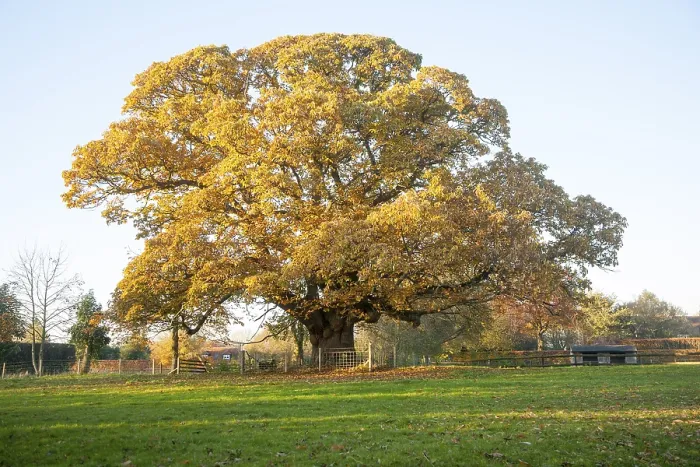 Framed Print : Orange brown sweet chestnut tree