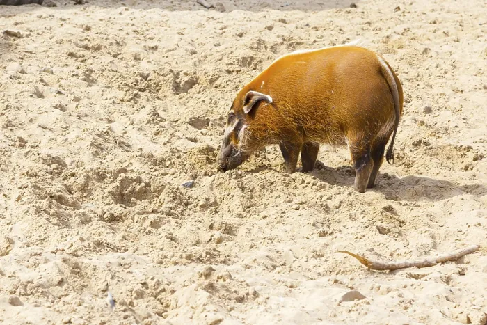 Framed Print : Orange color red river hog digging the sand Framed Print : Orange color red river hog digging the sand