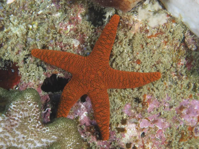 Framed Print : Orange-coloured Indian starfish (Fromia indica) with a fine structure on a coral reef