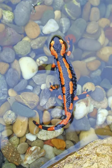 Framed Print : Orange Fire salamander (Salamandra salamandra)