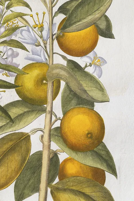 Framed Print : Orange with flowers, hand-coloured copperplate engraving by Basilius Besler Framed Print : Orange with flowers, hand-coloured copperplate engraving by Basilius Besler