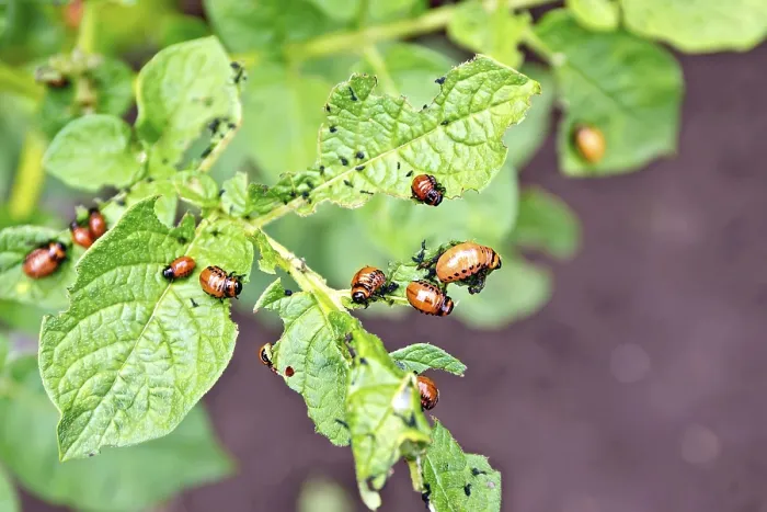 Framed Print : Orange larvae of Colorado potato beetle on potato leaves green Framed Print : Orange larvae of Colorado potato beetle on potato leaves green