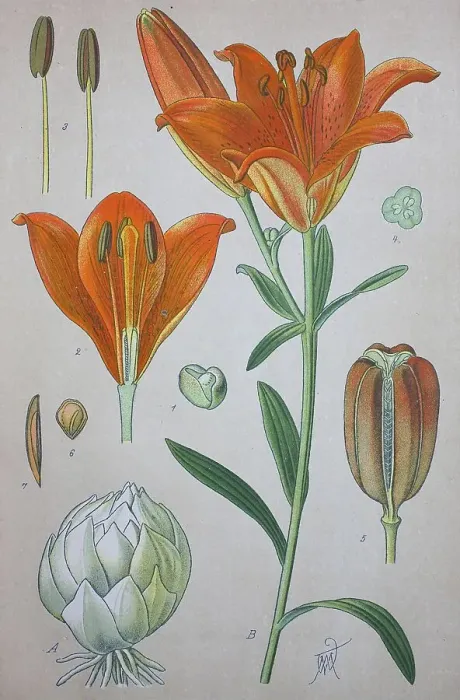 Framed Print : Orange lily (Lilium bulbiferum)