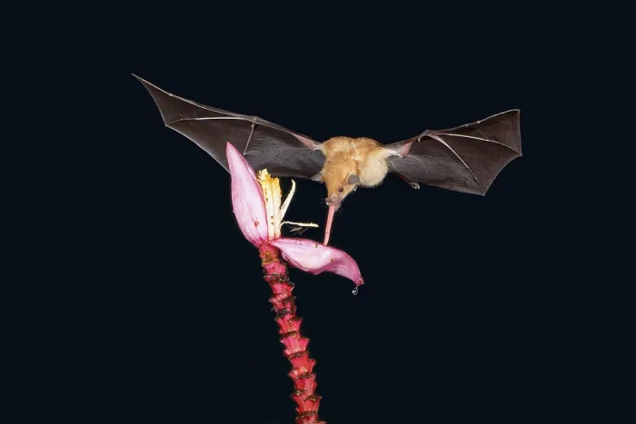 Framed Print : Orange nectar bat (Lonchophylla robusta)