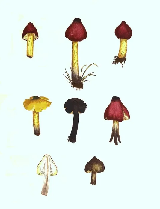 Framed Print : Orange-red knightling, Tricholoma aurantium