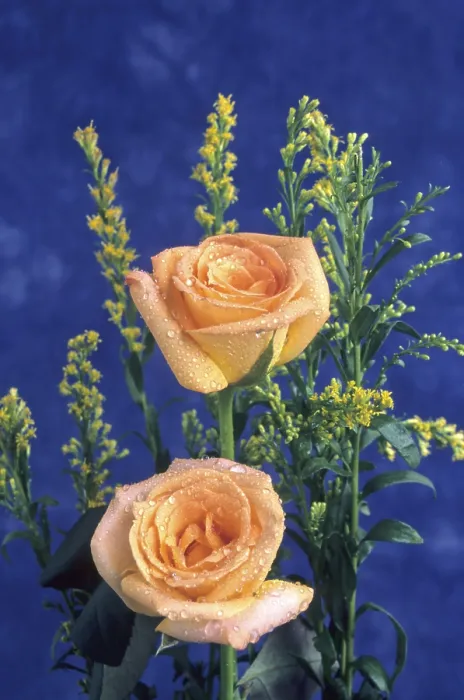 Framed Print : Orange roses, india Framed Print : Orange roses, india
