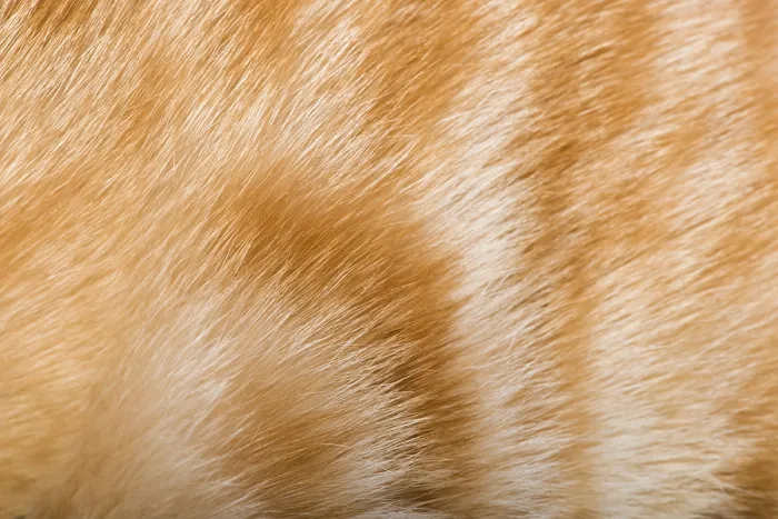 Framed Print : Orange skin of cat. Tiger pattern Framed Print : Orange skin of cat. Tiger pattern
