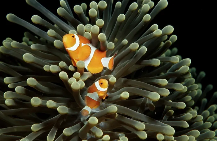 Framed Print : Orange skunk clownfish, Amphiprion ocellaris
