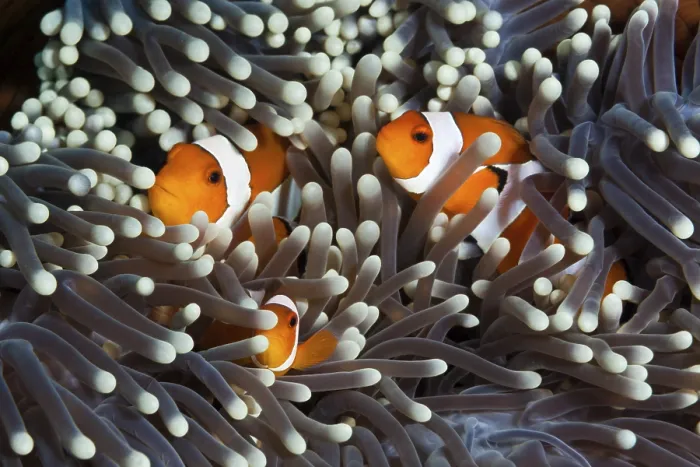 Framed Print : Orange skunk clownfish, Amphiprion ocellaris Framed Print : Orange skunk clownfish, Amphiprion ocellaris