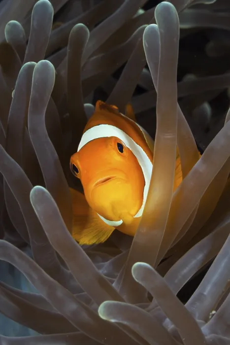 Framed Print : Orange skunk clownfish, Amphiprion ocellaris