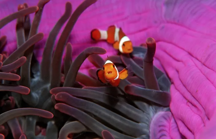 Framed Print : Two orange skunk clownfish, Amphiprion ocellaris