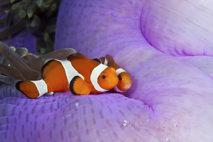 Framed Print : Orange skunk clownfish, Amphiprion ocellaris