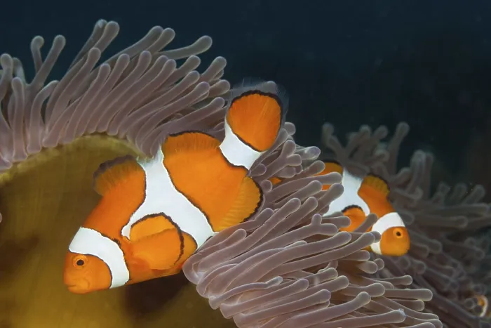 Framed Print : Orange skunk clownfish, Amphiprion ocellaris