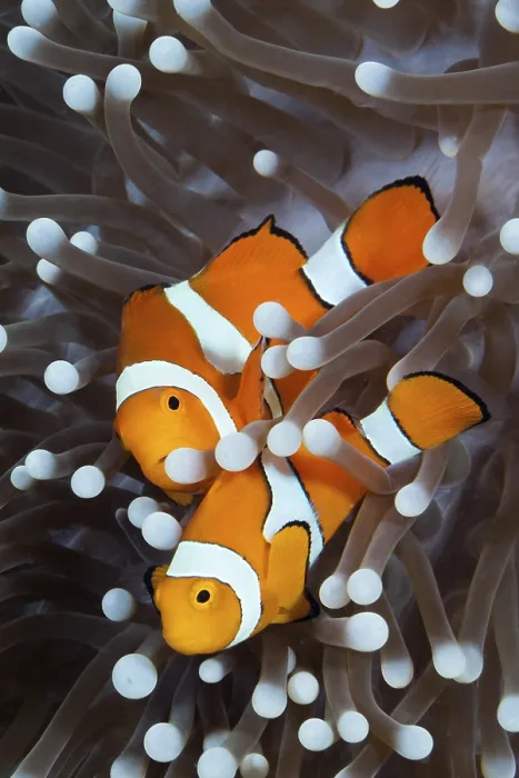 Framed Print : Orange skunk clownfish, Amphiprion ocellaris Framed Print : Orange skunk clownfish, Amphiprion ocellaris