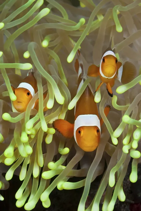 Framed Print : Orange skunk clownfish, Amphiprion ocellaris Framed Print : Orange skunk clownfish, Amphiprion ocellaris