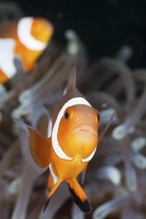 Framed Print : Orange skunk clownfish, Amphiprion ocellaris