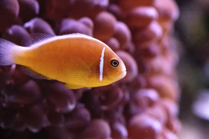 Framed Print : Orange skunk clownfish called Amphiprion perideraion is a species of anemonefish found in Australia