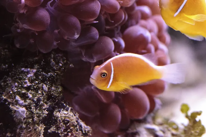 Framed Print : Orange skunk clownfish called Amphiprion perideraion is a species of anemonefish found in Australia